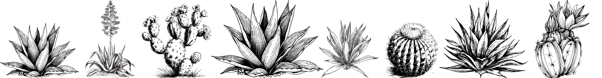 silhouette of Arizona desert plants